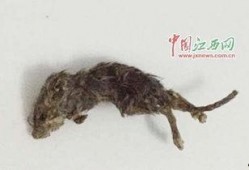 像老鼠偷瓜吃,一场趣味盎然的田园奇遇