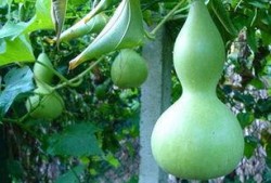 蒲瓜怎么吃效果好,高效食用方法大揭秘