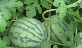 产妇可以吃洋瓜,洋瓜的营养与食用指南