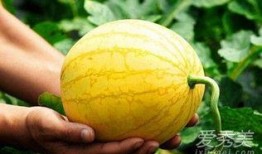 瓜壳孕妇可以吃吗,安全与营养两不误