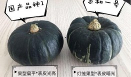 贝贝瓜的吃,探寻瓜果中的甜蜜诱惑