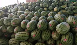 龙文水岸吃瓜,夏日吃瓜盛宴，畅享清凉时光