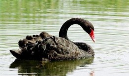 天鹅吃瓜精彩片段,一场别开生面的生态盛宴