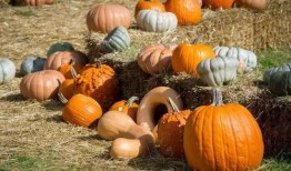 围鹿吃瓜,揭秘娱乐圈的甜蜜与苦涩