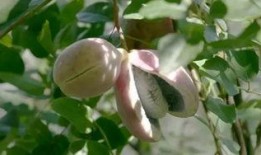 罗平吃瓜,揭秘娱乐圈的甜蜜与苦涩