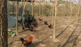 散养土鸡吃瓜,自然放养，美味与健康同行