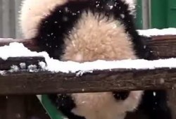 吃瓜小熊new,揭秘娱乐圈最新热点事件