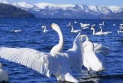 天鹅吃瓜精彩片段,一场别开生面的生态盛宴