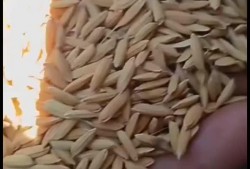 吃谷吃瓜谷子打包,吃谷吃瓜，尽享丰收滋味