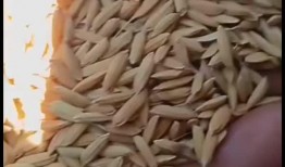 吃谷吃瓜谷子打包,吃谷吃瓜，尽享丰收滋味