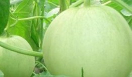 瓜壳孕妇可以吃吗,安全与营养两不误