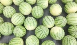 吃瓜大全图片真实,一场视觉盛宴背后的真实故事