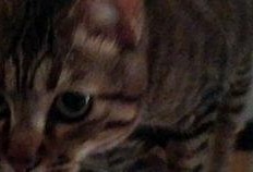 吃瓜鱼半仙,神秘占卜背后的传奇故事