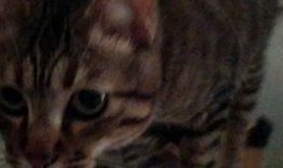 吃瓜鱼半仙,神秘占卜背后的传奇故事