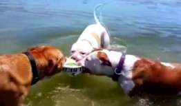 围鹿吃瓜,揭秘娱乐圈的甜蜜与苦涩