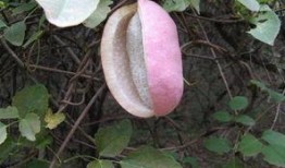 罗平吃瓜,揭秘娱乐圈的甜蜜与苦涩