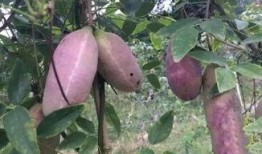 罗平吃瓜,揭秘娱乐圈的甜蜜与苦涩