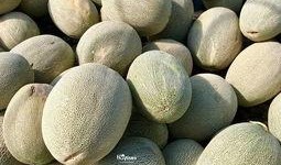 阿勒泰地区吃瓜,瓜果飘香，尽享夏日美味