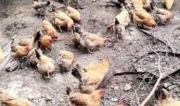 散养土鸡吃瓜,自然放养，美味与健康同行