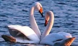 天鹅吃瓜精彩片段,一场别开生面的生态盛宴