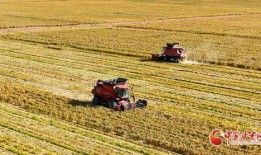 吃谷吃瓜谷子打包,吃谷吃瓜，尽享丰收滋味