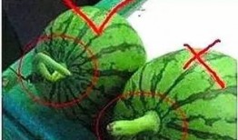 附首瓜怎么吃,附首瓜的独特食用方法揭秘